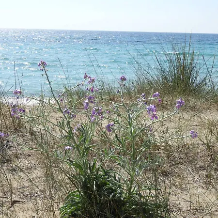 Lägenhet Yucca Frontemare Gallipolli
